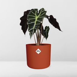 Alocasia ‘Polly’ in ELHO b.for soft rond 14cm brique (21501)