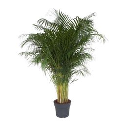Dypsis Lutescens - 200 cm - ø34 (8721055692805)