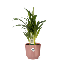 Dypsis Lutescens (Areca) 12cm in ELHO Vibes Fold 14cm roze (21725)