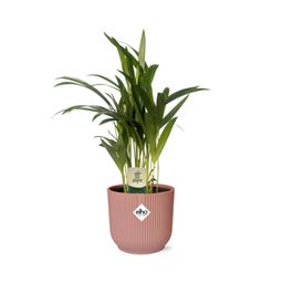 Dypsis Lutescens (Areca) 12cm in ELHO Vibes Fold 14cm roze (21725)
