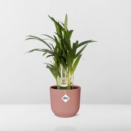 Dypsis Lutescens (Areca) 12cm in ELHO Vibes Fold 14cm roze (21725)