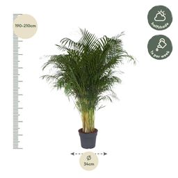 Dypsis Lutescens - 200 cm - ø34 (8721055692805)