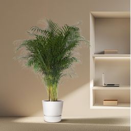 Dypsis Lutescens - 200 cm - ø34 (8721055692805)