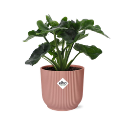 Philodendron Atom in ELHO Vibes Fold 14cm roze (21738)