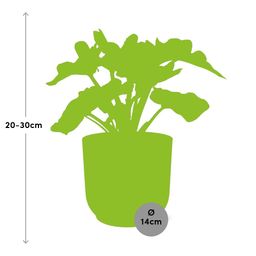 Philodendron Atom in ELHO Vibes Fold 14cm roze (21738)