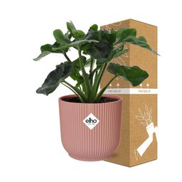 Philodendron Atom in ELHO Vibes Fold 14cm roze (21738)