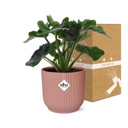Philodendron Atom in ELHO Vibes Fold 14cm roze (21738)