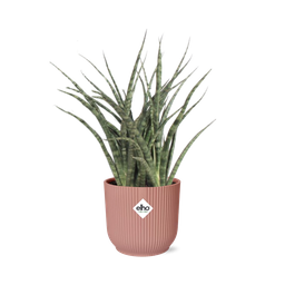 Sansevieria Fernwood Punk in ELHO Vibes Fold 14cm roze (21722)