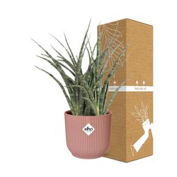 Sansevieria Fernwood Punk in ELHO Vibes Fold 14cm roze (21722)