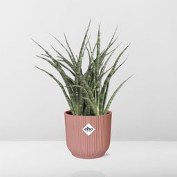 Sansevieria Fernwood Punk in ELHO Vibes Fold 14cm roze (21722)