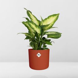 Dieffenbachia ‘Camilla’ in ELHO b.for soft rond 14cm brique (21500)