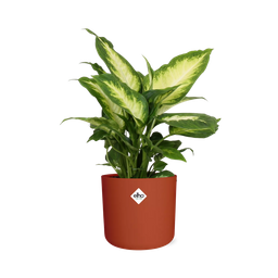 Dieffenbachia ‘Camilla’ in ELHO b.for soft rond 14cm brique (21500)