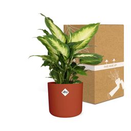 Dieffenbachia ‘Camilla’ in ELHO b.for soft rond 14cm brique (21500)