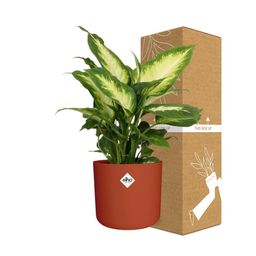 Dieffenbachia ‘Camilla’ in ELHO b.for soft rond 14cm brique (21500)