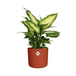 Dieffenbachia ‘Camilla’ in ELHO b.for soft rond 14cm brique (21500)