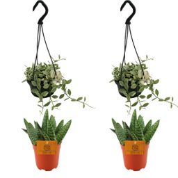 2x Aloe Paradisicum + 2x Dischidia Ionatha - 4 stuks - Ø10.5cm (22697)