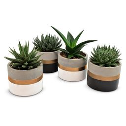 Aloe-Haworthia in Gold Band Ceramics - 4 stuks (25784)