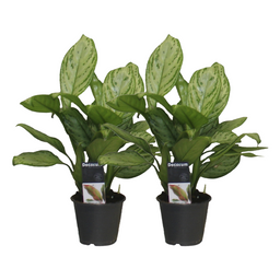 Aglaonema Christina - 2 stuks - ø12 (25572)