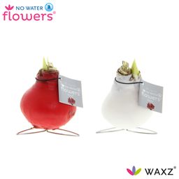 No Water Flowers Waxz Kolibri Mix - 2 stuks - Ø7 cm (27004)