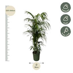 Kentia palm - 220 cm - ø38 (8721055693598)