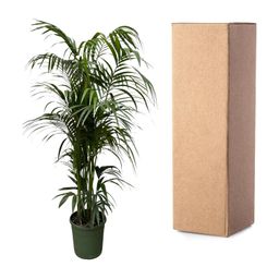 Kentia palm - 220 cm - ø38 (8721055693598)