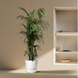 Kentia palm - 220 cm - ø38 (8721055693598)