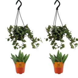 2x Aloe Paradisicum + 2x Hoya Krohniana Eskimo Super Silver - 4 stuks - Ø10.5cm (22714)