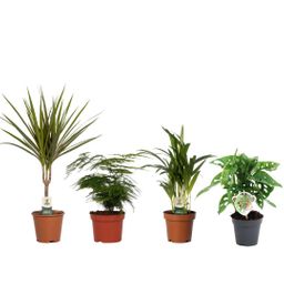 Budget mix - 4 stuks - Ø12/14cm - ↕20/50cm (21804)