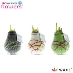 No Water Flowers Waxz Art Picasso - 3 stuks - Ø7 cm (26986)