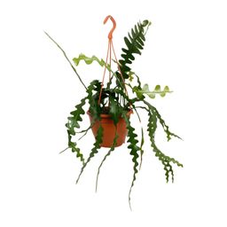 Epiphyllum Anguliger (23170)