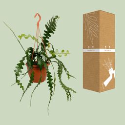 Epiphyllum Anguliger (23170)