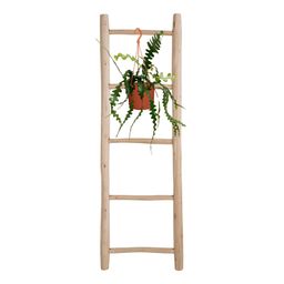 Epiphyllum Anguliger (23170)