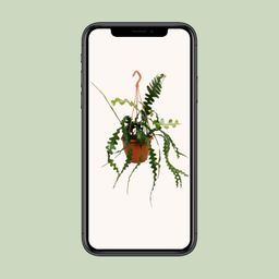 Epiphyllum Anguliger (23170)