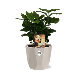 Coffea Arabica in ELHO b.for rock 14 cm warm grey (21618)
