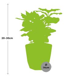 Coffea Arabica in ELHO b.for rock 14 cm warm grey (21618)