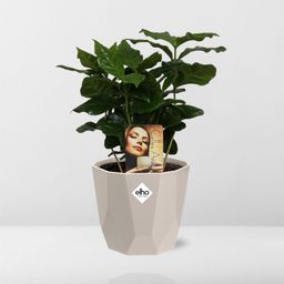 Coffea Arabica in ELHO b.for rock 14 cm warm grey (21618)