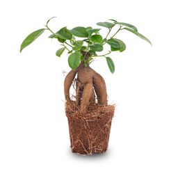Ficus microcarpa ginseng bonsai - Potmaat 9 (8720872022536)