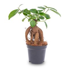 Ficus microcarpa ginseng bonsai - Potmaat 9 (8720872022536)