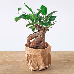 Ficus microcarpa ginseng bonsai - Potmaat 9 (8720872022536)