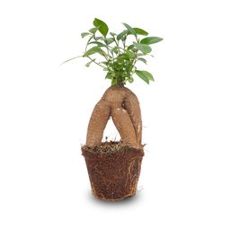 Ficus microcarpa ginseng bonsai - Potmaat 9 (8720872022536)