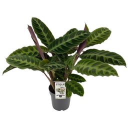 Calathea Warscewiczii (28920)