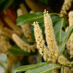 Plants by frank Grote Laurierplanten Obelisk voor 10 strekkende meter haag | - 12L - 25 x | ↨ 100-125 cm (8721001420889)