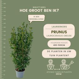 Plants by frank Grote Laurierplanten Obelisk voor 10 strekkende meter haag | - 12L - 25 x | ↨ 100-125 cm (8721001420889)