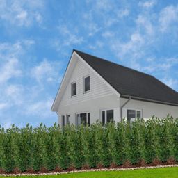 Plants by frank Grote Laurierplanten Obelisk voor 10 strekkende meter haag | - 12L - 25 x | ↨ 100-125 cm (8721001420889)