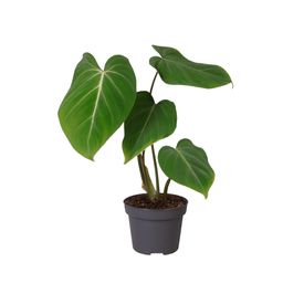 Philodendron Glorisoum (30279)