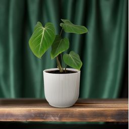 Philodendron Glorisoum (30279)