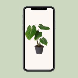 Philodendron Glorisoum (30279)