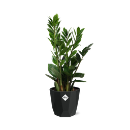 Zamioculcas – Hoogte 45-50 in 14cm b.for rock living black (21663)