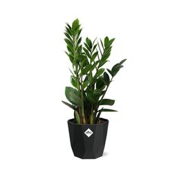 Zamioculcas – Hoogte 45-50 in 14cm b.for rock living black (21663)