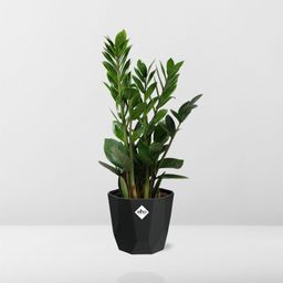 Zamioculcas – Hoogte 45-50 in 14cm b.for rock living black (21663)